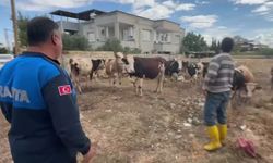 İslahiye’de kaybolan 17 büyükbaş sahibine ulaştı