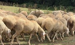 Düzce'de Küçükbaş hayvancılığa destek devam ediyor