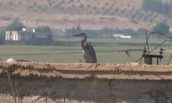 Gaziantep’te leyleklere yuva olan köy