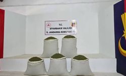 14 bin kök kenevir, 129 kilo yasaklı madde ele geçirildi