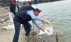 Samsun'da 110 bin yavru sazan yeni yuvalarına bırakıldı