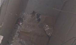 Gaziantep’te yavru kedi için itfaiye seferber oldu