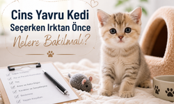 Cins Yavru Kedi Seçerken Irktan Önce Nelere Bakılmalı?