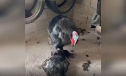 Gaziantep’te erkek hindi ölen eşini yalnız bırakmadı