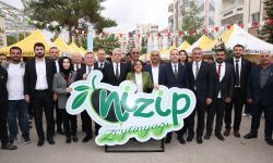 Nizip'in 100. yılında zeytin hasadı çoşkusu