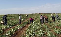 Gaziantep’te turşuluk acur hasadı başladı, fiyatı belli oldu