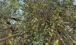 Gaziantep’te yeşil zeytin hasadıyla hareketlilik başladı