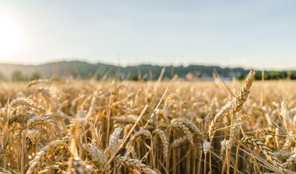 Oğuzeli’nin geçim kaynakları:  Tarım hayvancılık ve ticaret