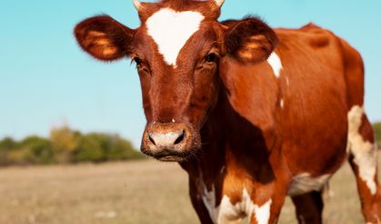 Akika Kurbanı Bağışı ile Mutluluğu Paylaşın