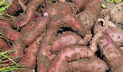 Kırmızı Patates Nasıl Kızartılır?