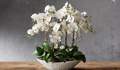 Orkide Bakımı Nasıl Yapılır?