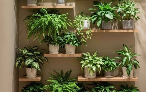 Karanlıkta yetişen ev bitkileri nelerdir?