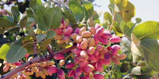 Akıncı: Antep fıstığı, bu toprakların en kıymetli karşılığıdır