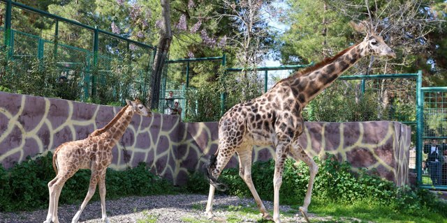 Yavru zürafa ziyaretçilerin ilgi odağı oldu