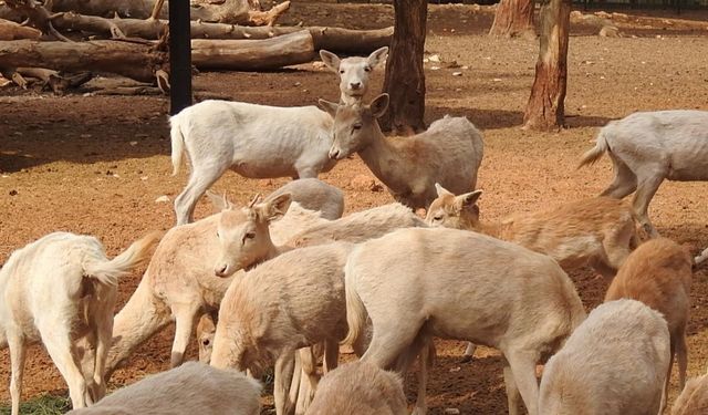 Gaziantep Zoo Parkı'nda bin 100 doğum sevinci yaşandı