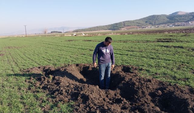 Çiftçilerin "yaban domuzu" nöbeti