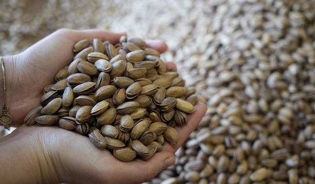 Siirt ve Antep fıstığı arasındaki fark nedir?
