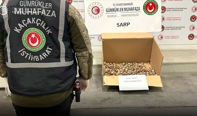 Sarp Gümrük Kapısı'nda 910 su kaplumbağası ele geçirildi