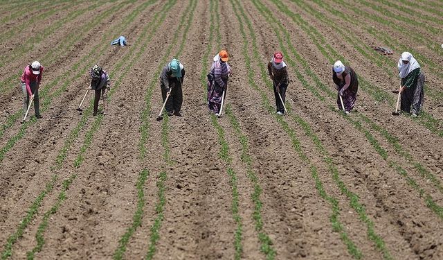 Tarım işçilerinin günlük ücreti arttı