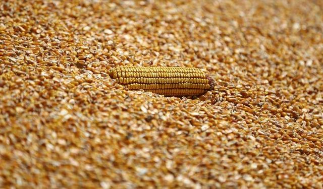 Mısır ithalatında 1 milyon tonluk tarife kontenjanı açıldı