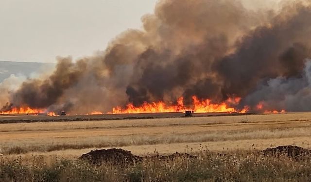Araban Ovası'nda 2 bin dönüm ekili alan yandı