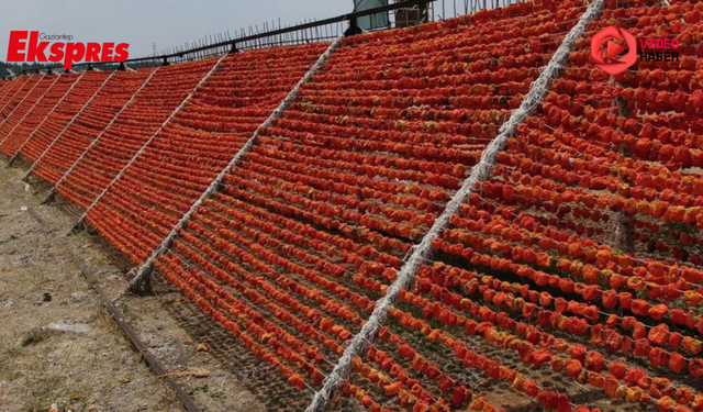 Gaziantep'te kurutmalık sezonu başladı