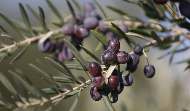 Zeytin alırken dikkat! Ambalajlı ve etiketli ürün tercih edilmeli