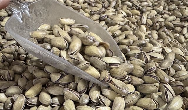 Antep fıstığı'nda rekor ihracat!