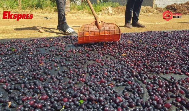 Gaziantep'in tescilli üzümleri kışa hazırlanıyor
