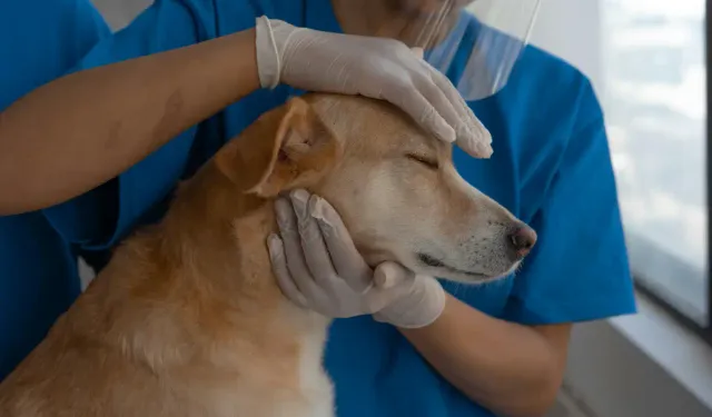 Kadıköy Veteriner Rehberi 2025: Kedi Ve Köpekler İçin En İyi Klinikler