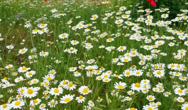 Papatya Suyu ile Saç Açılır mı?