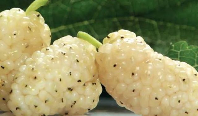 Kuru dutun faydaları nedir?