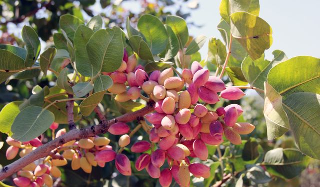 Antep fıstığında Lisanslı Depolamada yeni dönem