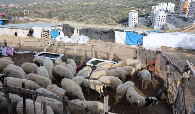Şap karantinası hayvancılığı vurdu