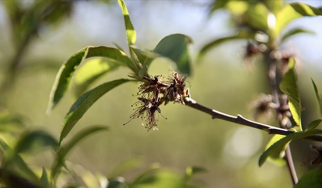 Çiftçiye 220 milyon TL dev destek