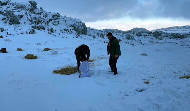 Gaziantep'te aç kalan hayvanlar için yem bırakıldı