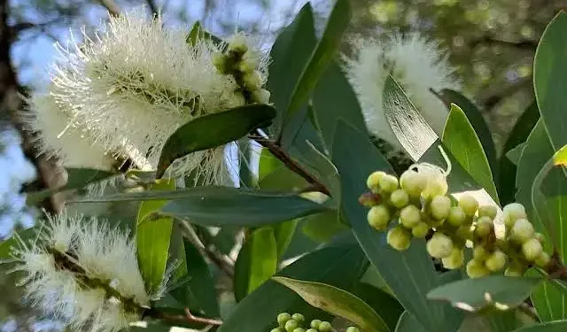 Niaouli Yağı Nedir? Niaouli Yağı Faydaları ve Kullanım Alanları