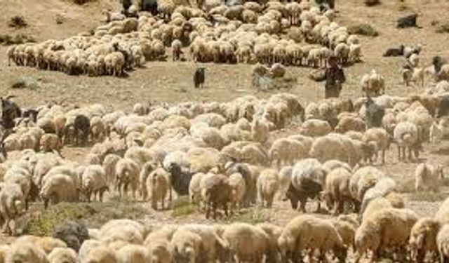 Küçükbaş desteğini kimler alabilir?