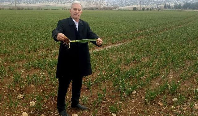 Yağışlar Araban Sarımsağına can suyu oldu