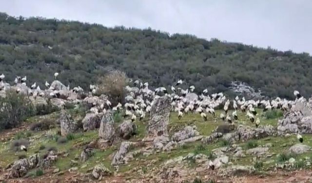 İslahiye'de leylekler göç yolculuğuna hazırlanıyor