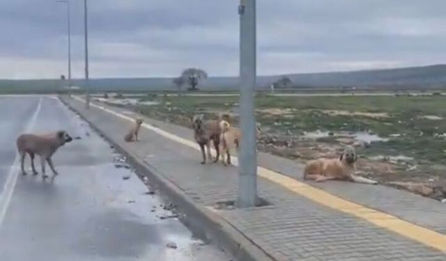Araban TOKİ başıboş köpeklerle dolu