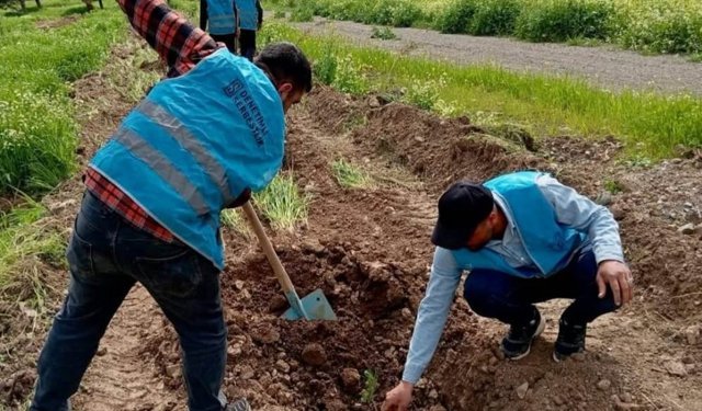 400 çam fidanı toprakla buluştu