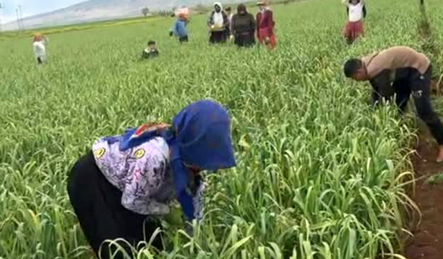 Araban sarımsağında ot temizliği devam ediyor