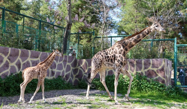 Yavru zürafa ziyaretçilerin ilgi odağı oldu