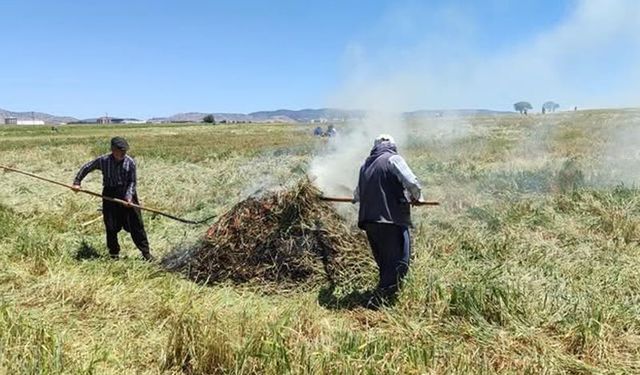 Araban Ovası'nda firik mesaisi başladı