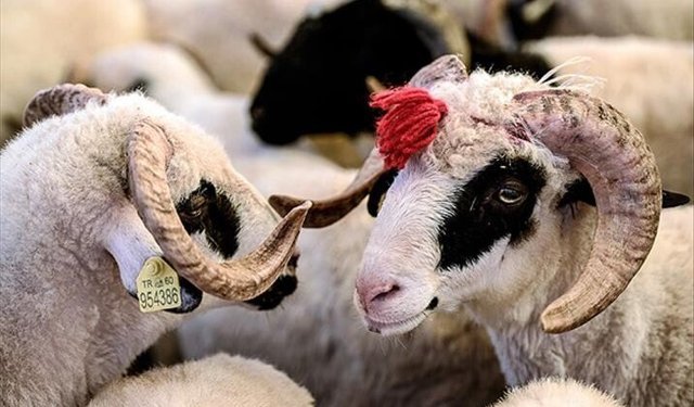Kurban Bayramı öncesi 10 kritik uyarı