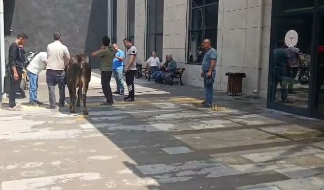 Kurbanlık dana acil servise daldı