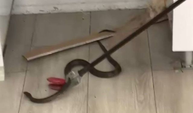 Eve giren yılan paniğe neden oldu