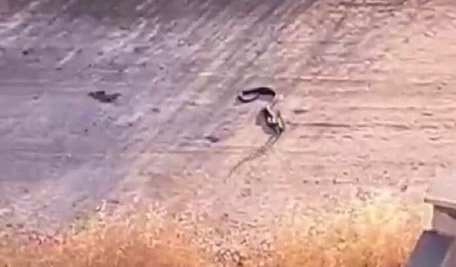 Gaziantep’te yılan paniği: Site ve otoparklarda ortaya çıktı