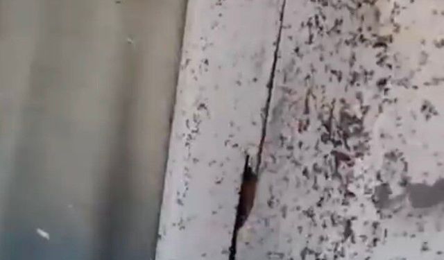 Gaziantep’te şoke eden görüntü: Evleri sinekler sardı